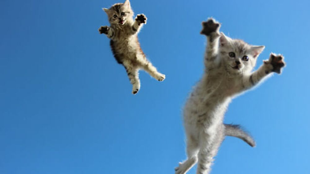 Imagem ilustrativa da notícia: Veja dicas de cuidados para seu gato não cair do apartamento