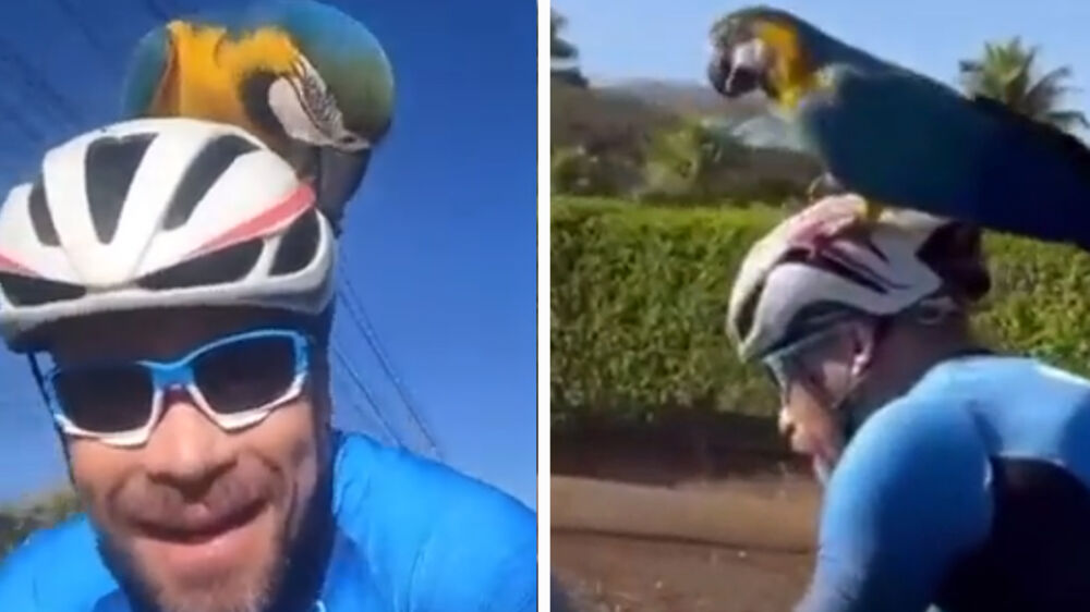 Vídeo: Arara pousa em capacete e passeia com ciclista