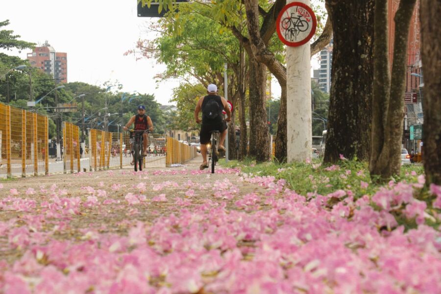 
        
        
            Ipês colorem parques e avenidas em Belém. Veja fotos
        
    