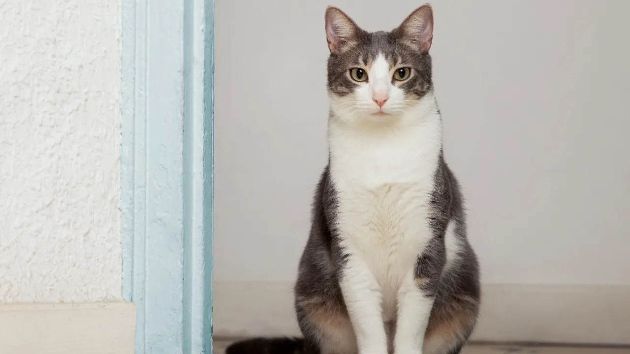 Imagem ilustrativa da notícia: Saiba o que a ingestão de lagartixas pode causar nos gatos
