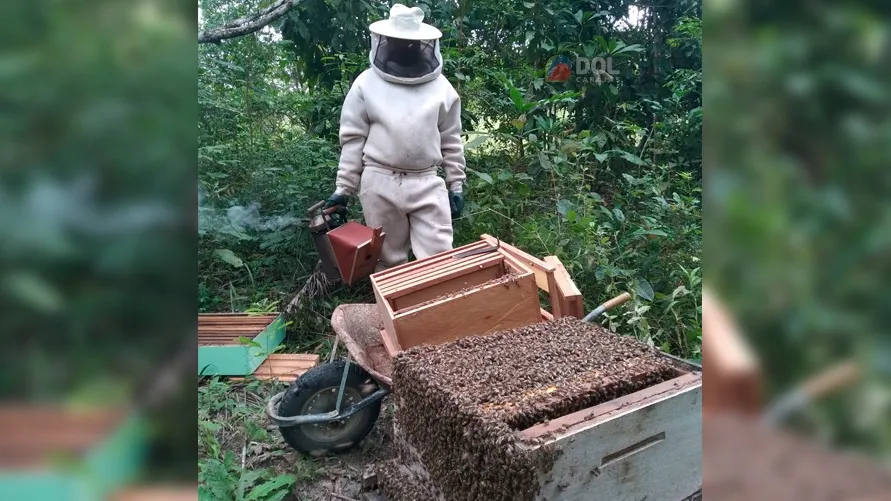 Imagem ilustrativa da notícia: Vídeo: produtores fortalecem o mel com abelhas sem ferrão