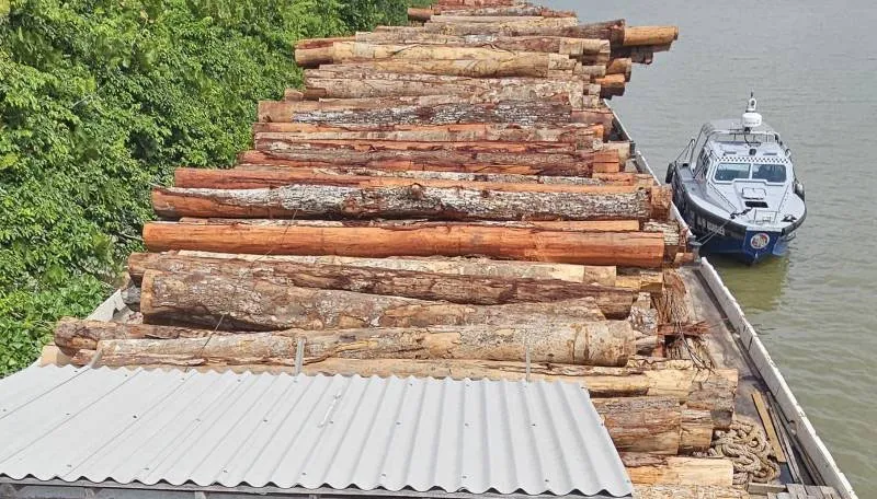 Imagem ilustrativa da notícia: Marajó: Mais de 400 metros de madeira ilegal são apreendidos