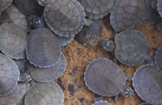 Imagem ilustrativa da notícia Amazônia: Projeto devolve mais de 1.700 quelônios à natureza
