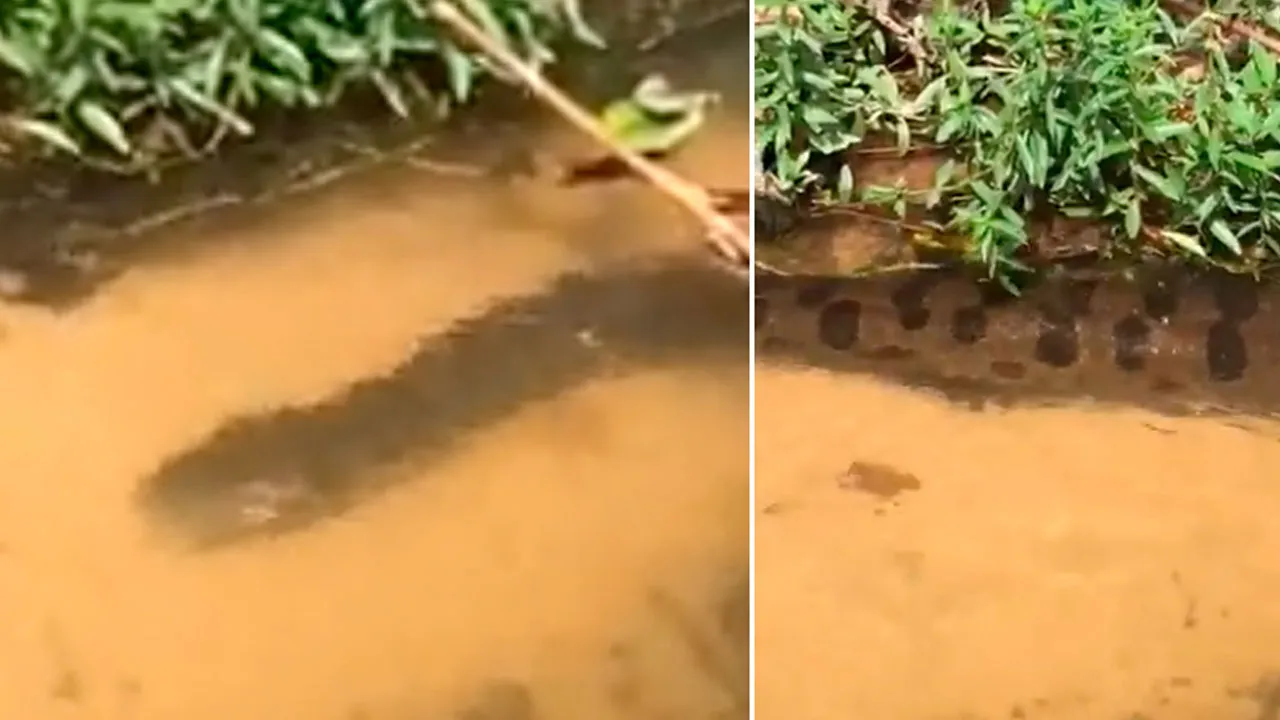 Imagem ilustrativa da notícia: Olha a cobra! Família registra "anaconda" em igarapé