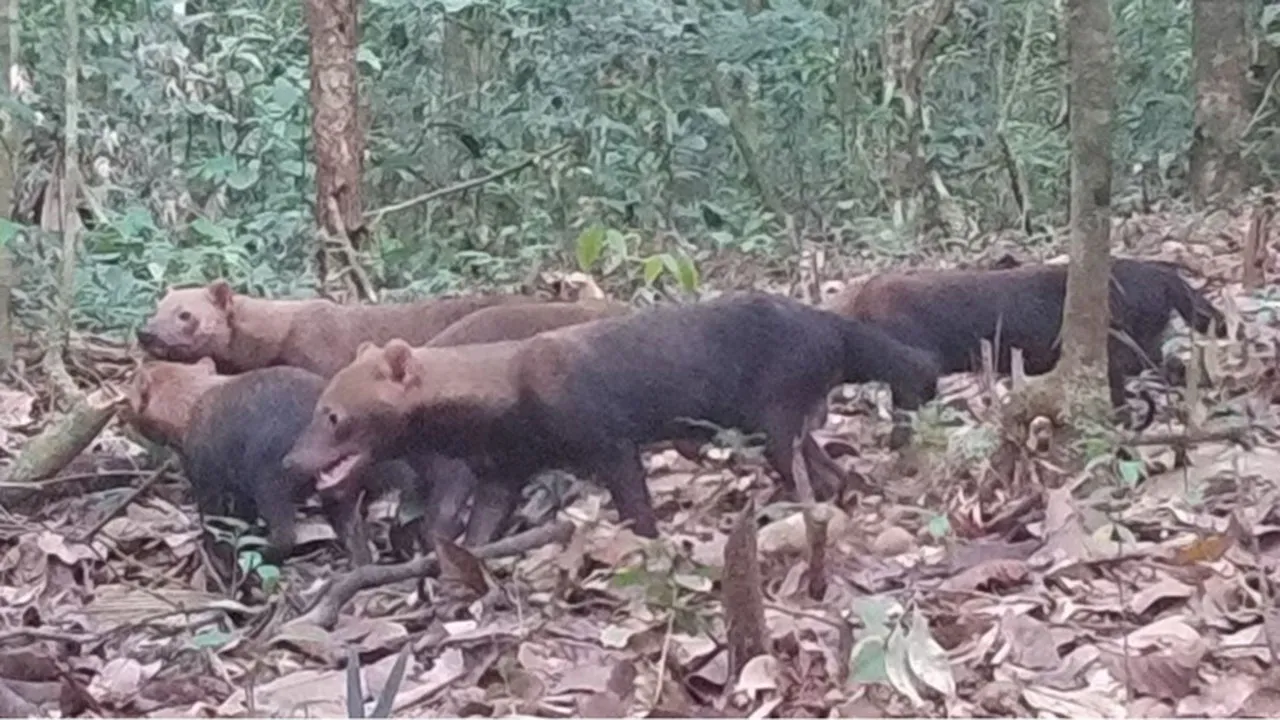 Imagem ilustrativa da notícia: Bando de cachorro-vinagre é avistado pela 1ª vez no Pará