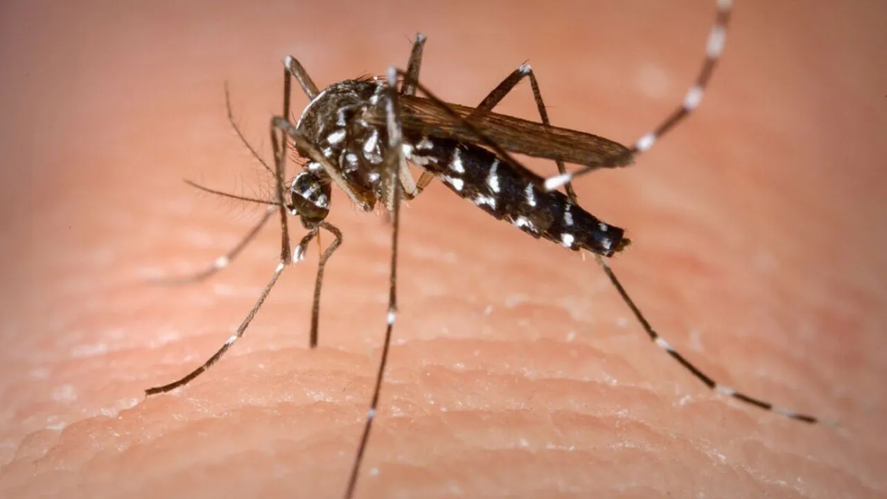 Imagem ilustrativa da notícia: Paciente pega dengue e fica com ereção por 18 horas