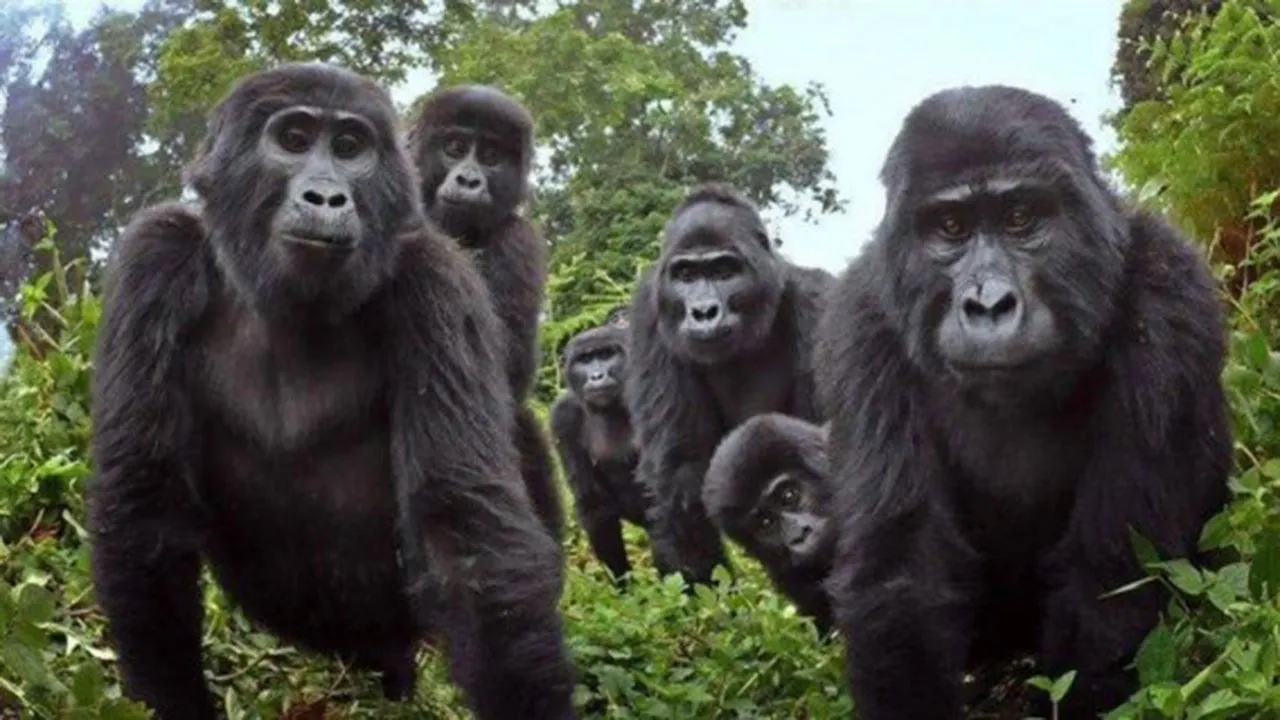 Imagem ilustrativa da notícia: Gorilas são flagrados soltando pum e cantando pela 1ª vez