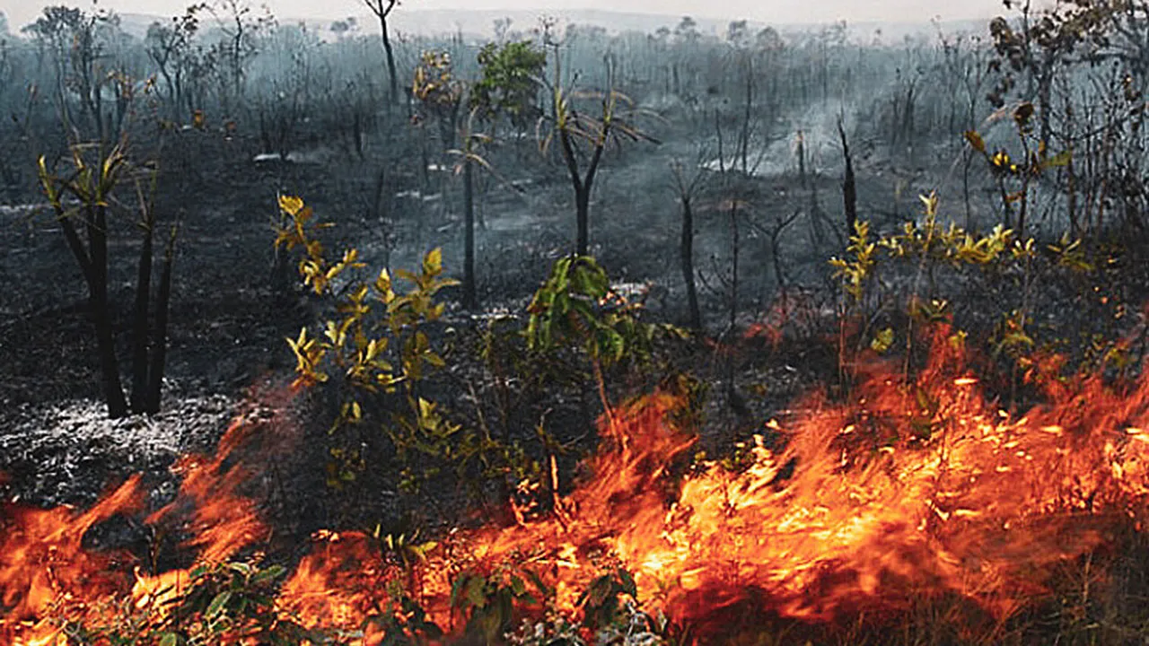 Imagem ilustrativa da notícia: Amazônia bate recorde de focos de incêndio em fevereiro