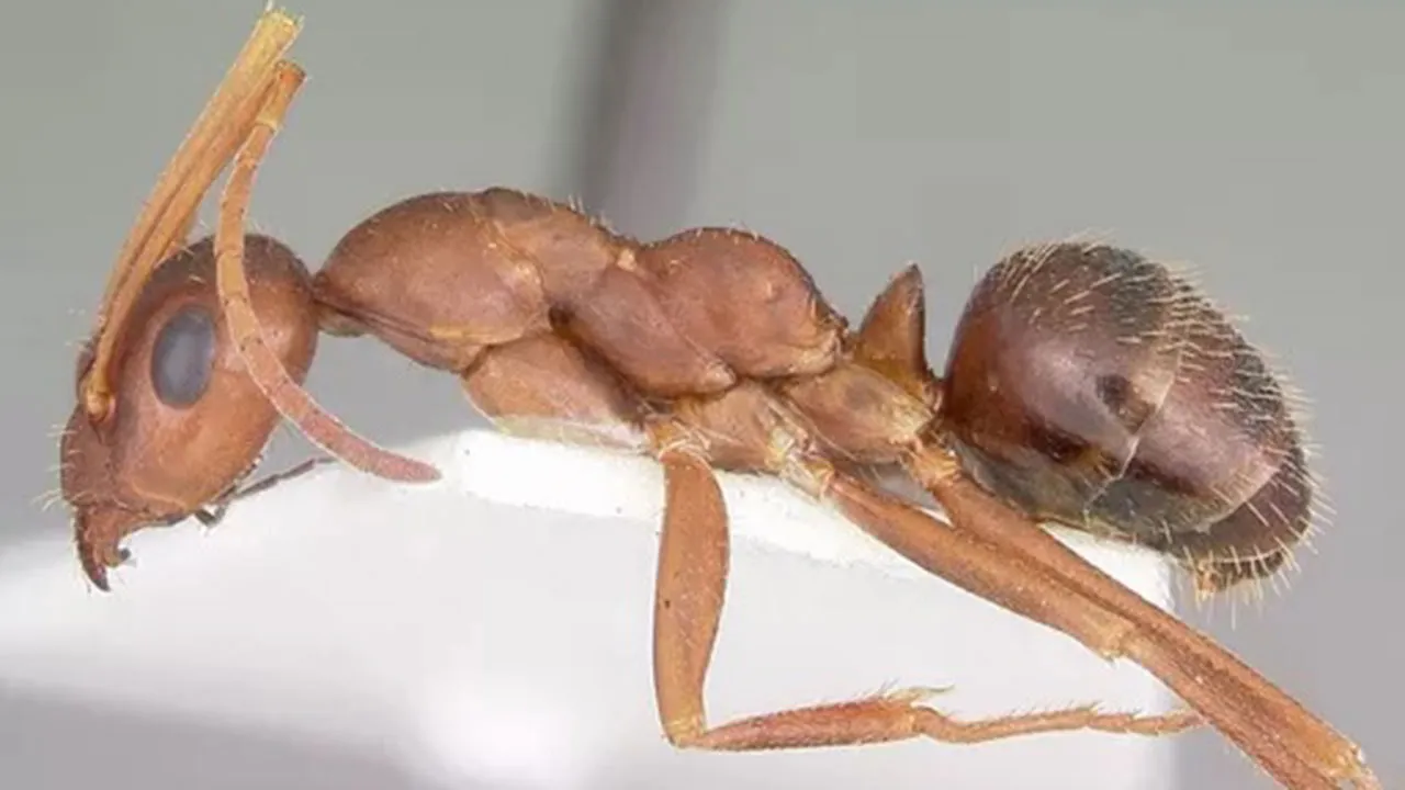 Imagem ilustrativa da notícia: Vídeo: formiga decora ninho com crânios das inimigas