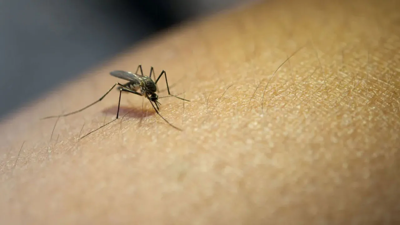 Imagem ilustrativa da notícia: Dengue: Brasil tem 2.400 mortes e 4,5 milhões de casos