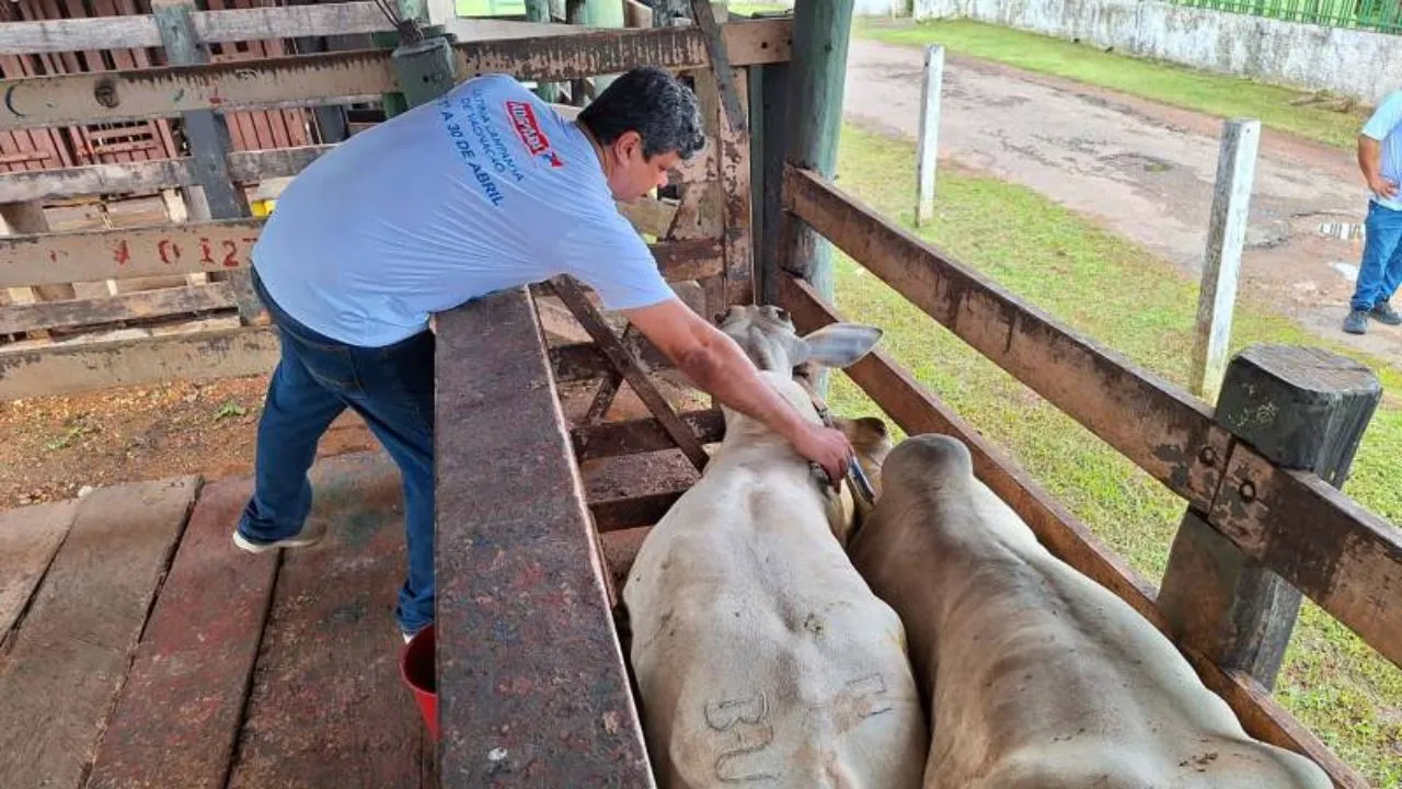 Imagem ilustrativa da notícia: Pará encerra hoje campanha de vacinação contra febre aftosa 