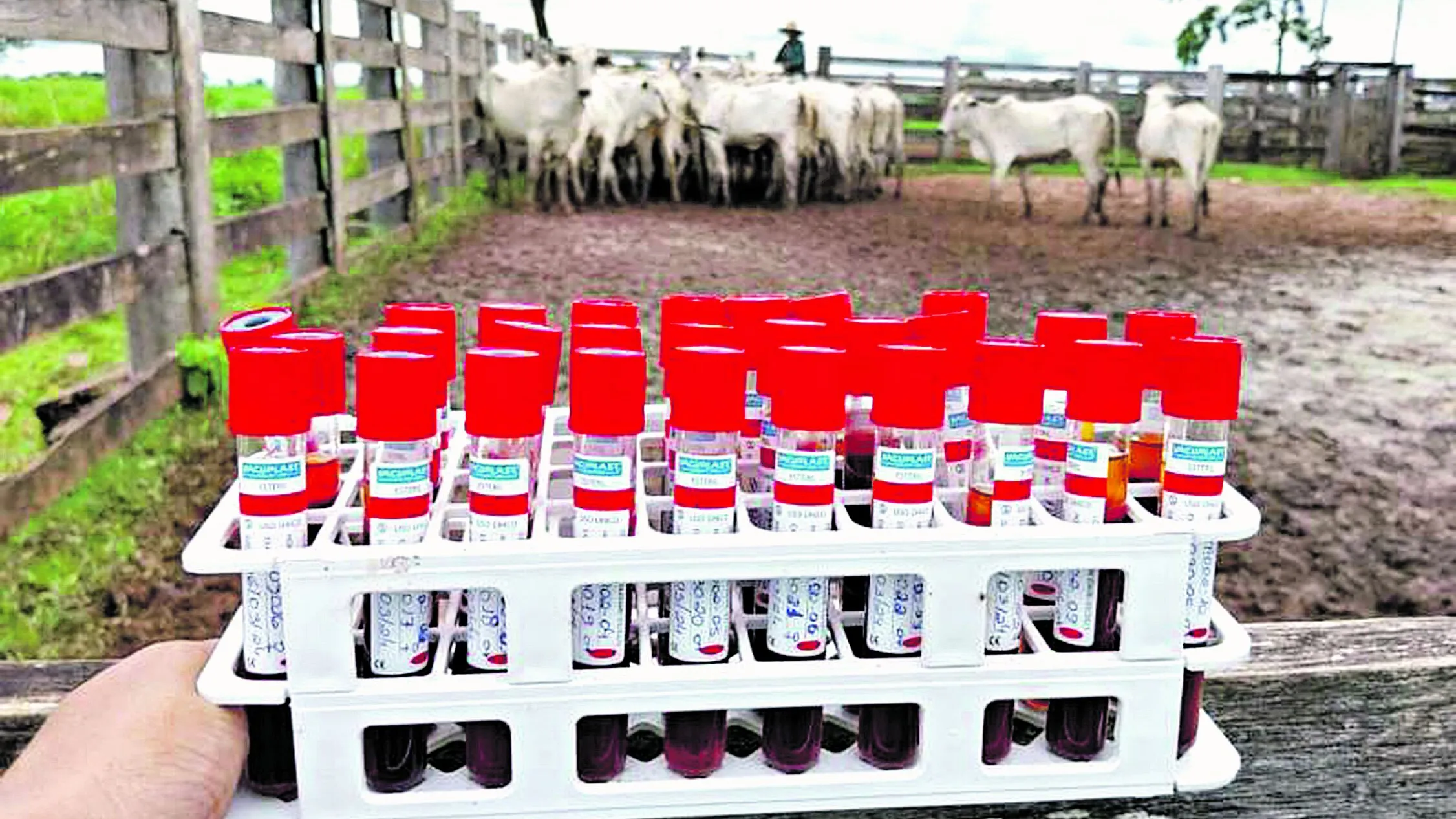 Imagem ilustrativa da notícia: Vacinado, gado do Pará está livre de contaminação