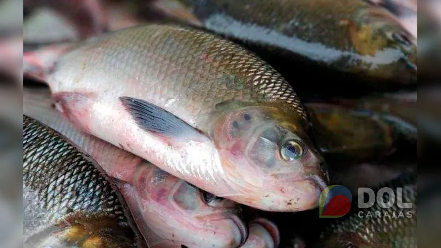 Imagem ilustrativa da notícia: Sefa apreende seis toneladas de pescado no sudeste do Pará
