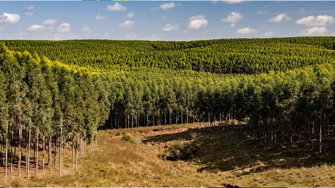 Imagem ilustrativa da notícia: PL quer tirar silvicultura da lista de atividades poluidoras