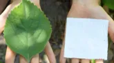 Folha de boldo ao lado de pedaço de papel higiênico