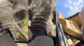 Imagens que circulam nas redes sociais mostram o elefante atacando o veículo no Parque Nacional Kafue