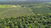 Projeto de produção de palma sustentável no Pará