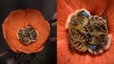 O fotógrafo de vida selvagem Joe Nelly conseguiu registrar um momento onde duas abelhas dormiam abraçadas no centro de uma flor