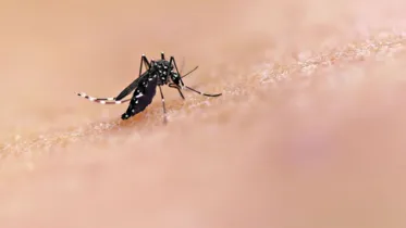 Evitar a reprodução do mosquito Aedes aegypti é uma forma importante de prevenção da dengue