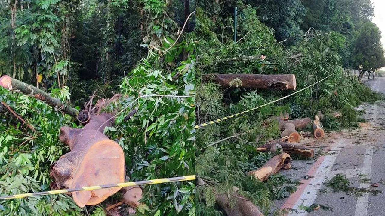 Imagem ilustrativa da notícia: Árvore de grande porte do Bosque cai na direção da Lomas