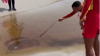 Imagem ilustrativa da notícia: Vídeo: arraia é resgata e devolvida ao mar em Salinópolis