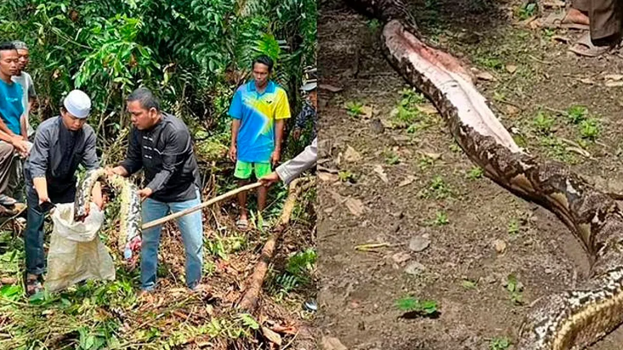 Imagem ilustrativa da notícia: Mulher é encontrada morta dentro de cobra de quase 7 metros