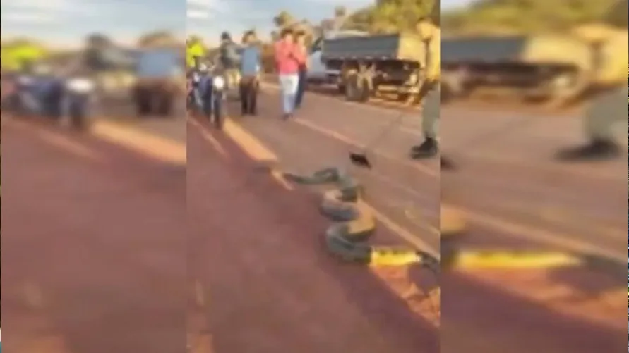 Imagem ilustrativa da notícia: Vídeo: sucuri com cerca de seis metros invade rodovia
