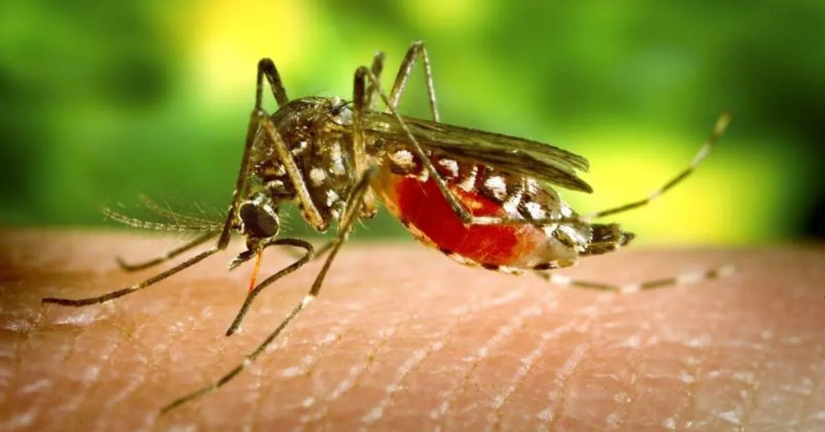 Imagem ilustrativa da notícia: Pará já registrou 11 mil casos de dengue com oito mortes