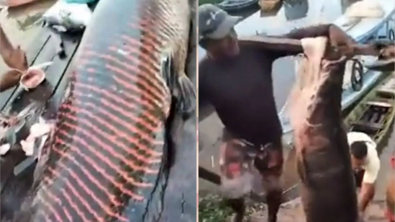 Imagem ilustrativa da notícia: Pirarucu colossal é capturado por pescadores em Santarém