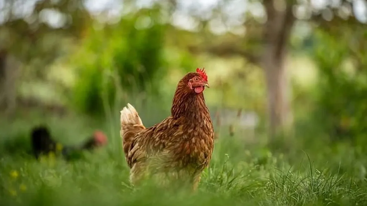 Imagem ilustrativa da notícia: Incrível: galinha identifica letras e números em segundos!