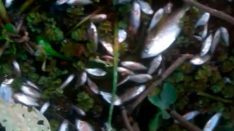 Imagem ilustrativa da notícia: Vídeo: mortandade de peixes é investigada pela polícia