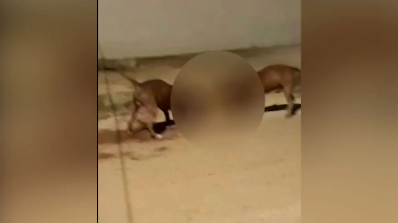Imagem ilustrativa da notícia: Vídeo: pitbulls são flagrados atacando cachorro em Marabá
