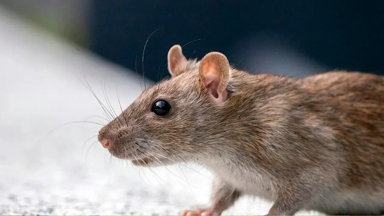 Imagem ilustrativa da notícia: Ratos em casa? Veja como 3 simples plantas podem resolver!