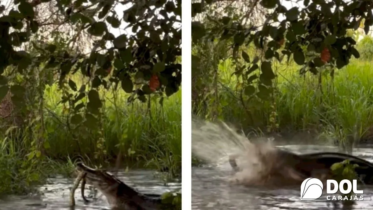 Imagem ilustrativa da notícia: Vídeo: sucuri e jacaré travam briga por duas horas em rio