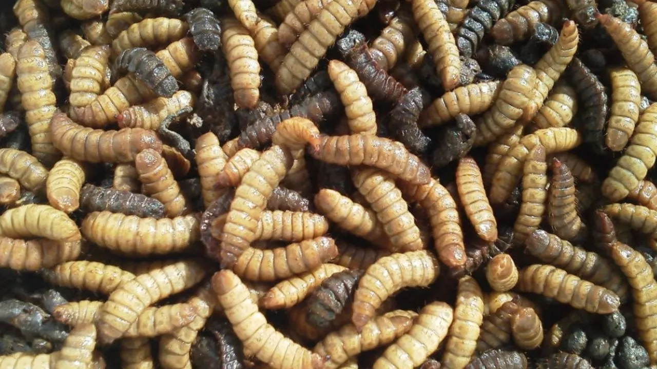 Imagem ilustrativa da notícia: Você não vai acreditar onde essas larvas foram encontradas