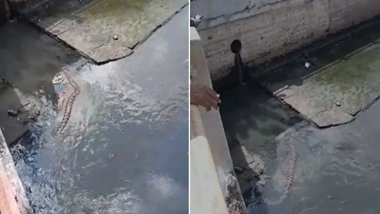 Imagem ilustrativa da notícia: Vídeo: jiboia é flagrada no canal da Tamandaré, em Belém