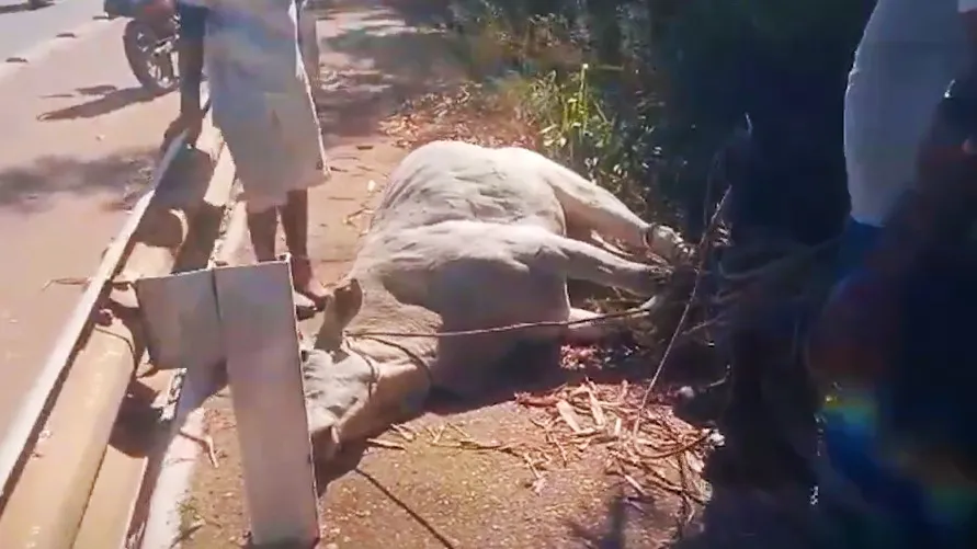 Imagem ilustrativa da notícia: Vídeo mostra o resgate de uma vaca na rodovia Transamazônica