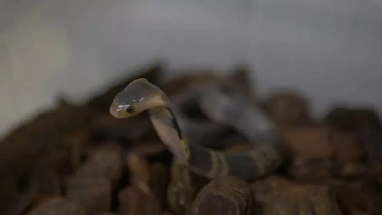 Imagem ilustrativa da notícia: Naja foge do Butantan e lagarto vira esperança contra cobra