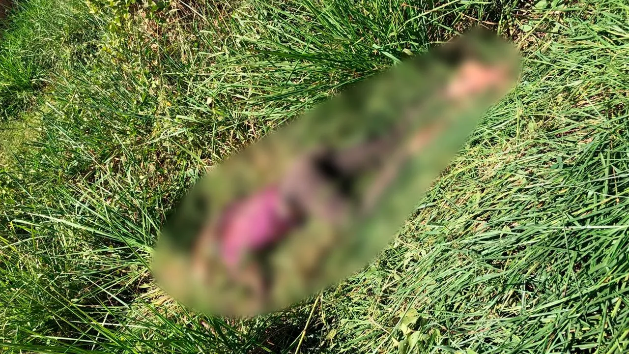 Imagem ilustrativa da notícia: Vídeo: corpo de homem é encontrado em matagal em Marabá