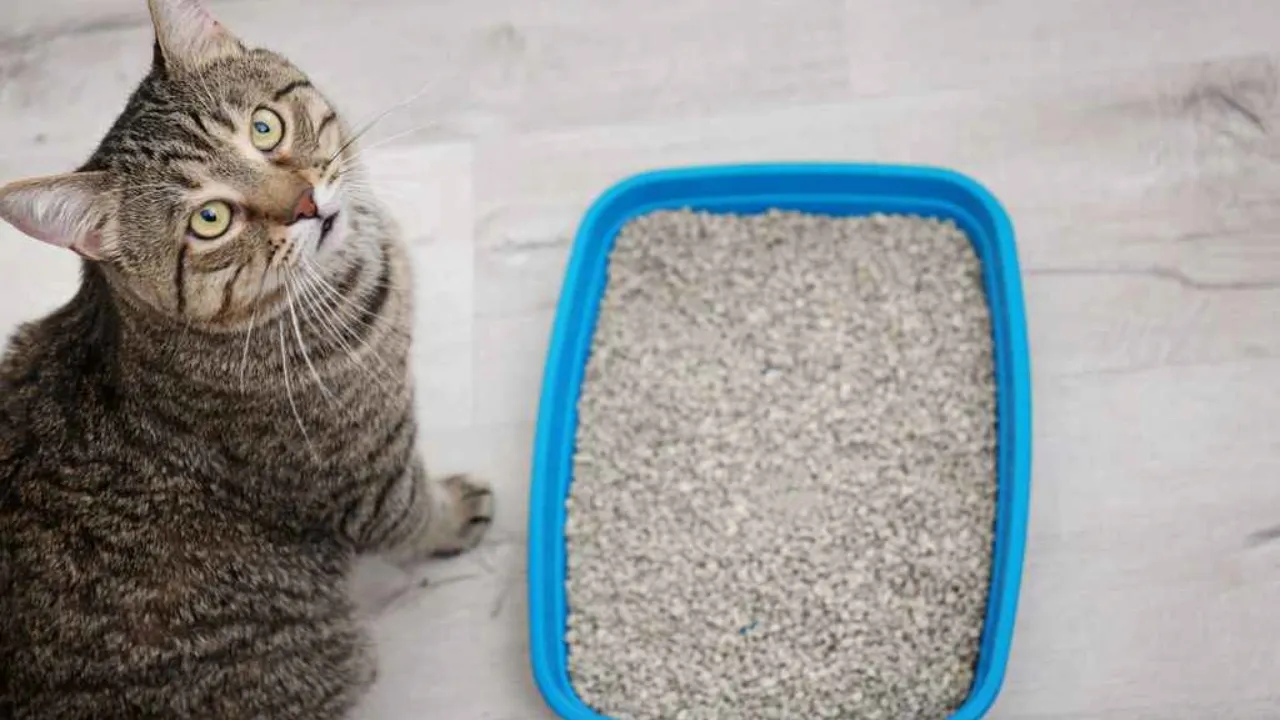 Imagem ilustrativa da notícia: Veja como manter a caixa de areia do seu gato bem cheirosa