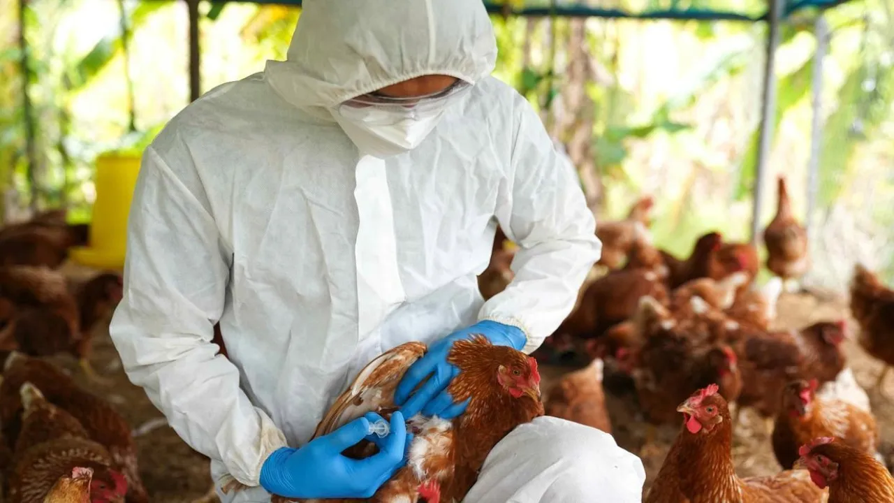 Imagem ilustrativa da notícia: OMS confirma primeira morte por variante da gripe aviária