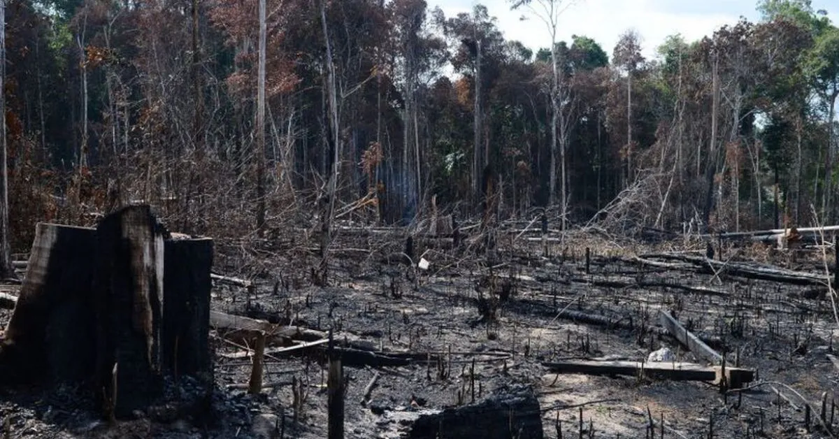 Imagem ilustrativa da notícia: MPF aguarda ações contra desmatadores na Amazônia