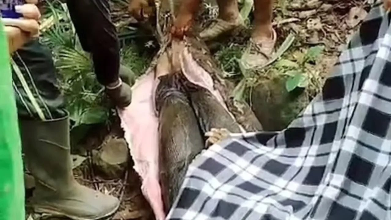 Imagem ilustrativa da notícia: Mulher engolida por cobra não sofreu, diz especialista