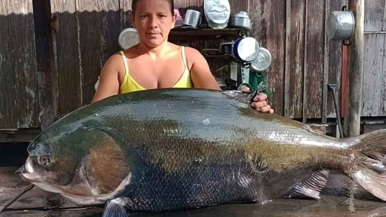 Imagem ilustrativa da notícia: Tambaqui de 30 kg é capturado por pescadora no oeste do Pará