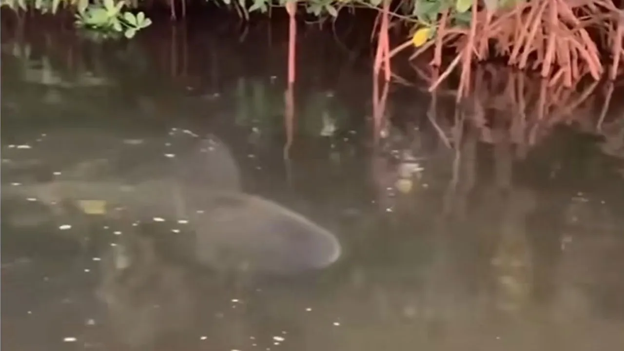 Imagem ilustrativa da notícia: Vídeo: pescadores filmam tubarão em rio da Amazônia