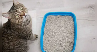 Imagem ilustrativa da notícia: Veja como manter a caixa de areia do seu gato bem cheirosa