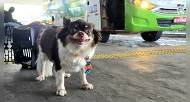 Imagem ilustrativa da notícia: Pets: saiba as regras para transporte em viagens intermunicipais