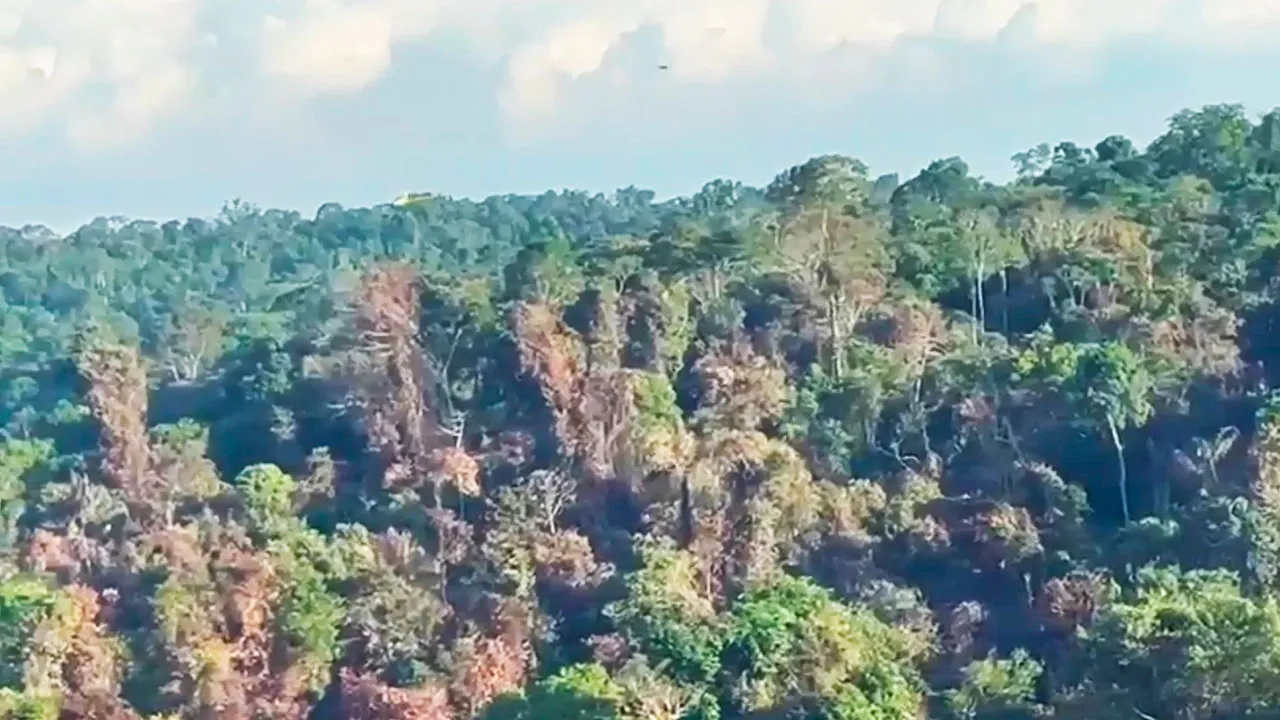 Imagem ilustrativa da notícia: Vídeo: incêndio na Floresta Nacional de Carajás é controlado