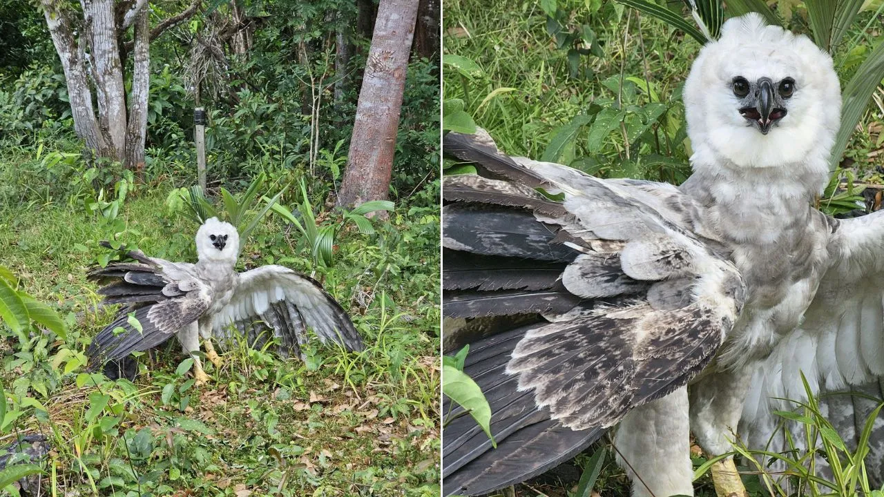 Imagem ilustrativa da notícia: Após bater em rede elétrica, gavião-real morre em Altamira