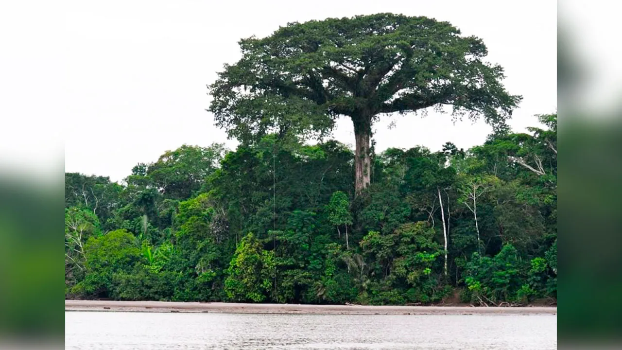 Imagem ilustrativa da notícia: Ventos extremos estão derrubando grandes árvores da Amazônia